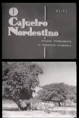 O Cajueiro Nordestino