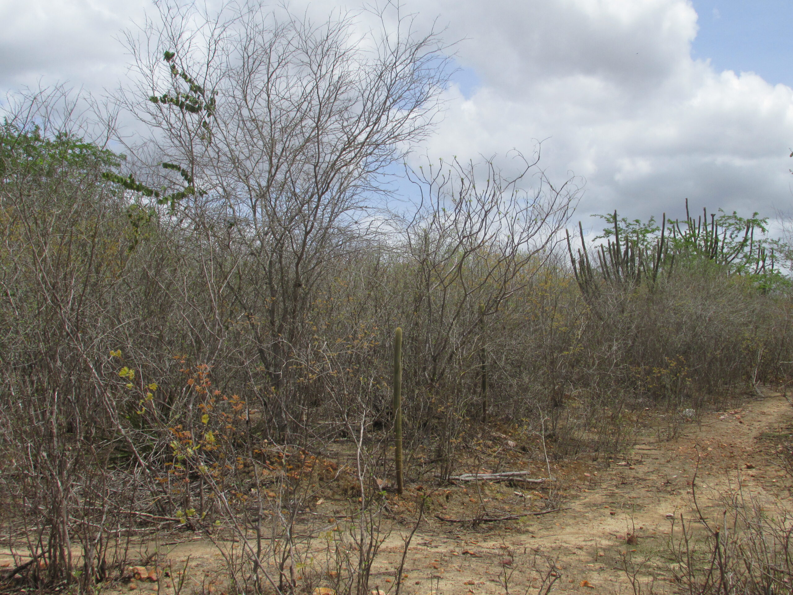 Caatinga_-_Sítio_Gravatá_dos_Velez,_Queimadas_-_PB_.1